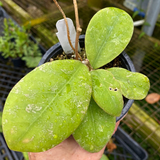 Hoya sp. Kalsel