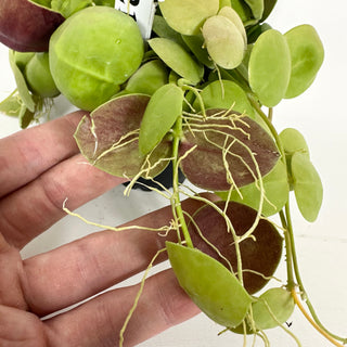 Dischidia vidalii [#2149]