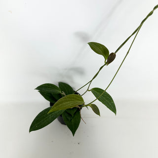 Hoya hellwigiana [#2290]