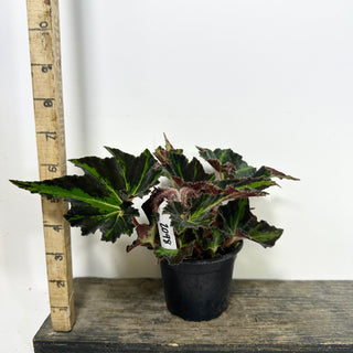 Begonia 'Texas Red Star' [#2098]