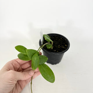 Hoya sp. Phu Yen (splash) [#2276]