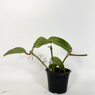 Hoya 'Ghost Fairy' [#2151]