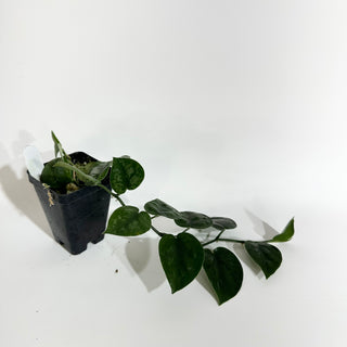 Z-5099 - Scindapsus pictus 'Black Mamba'