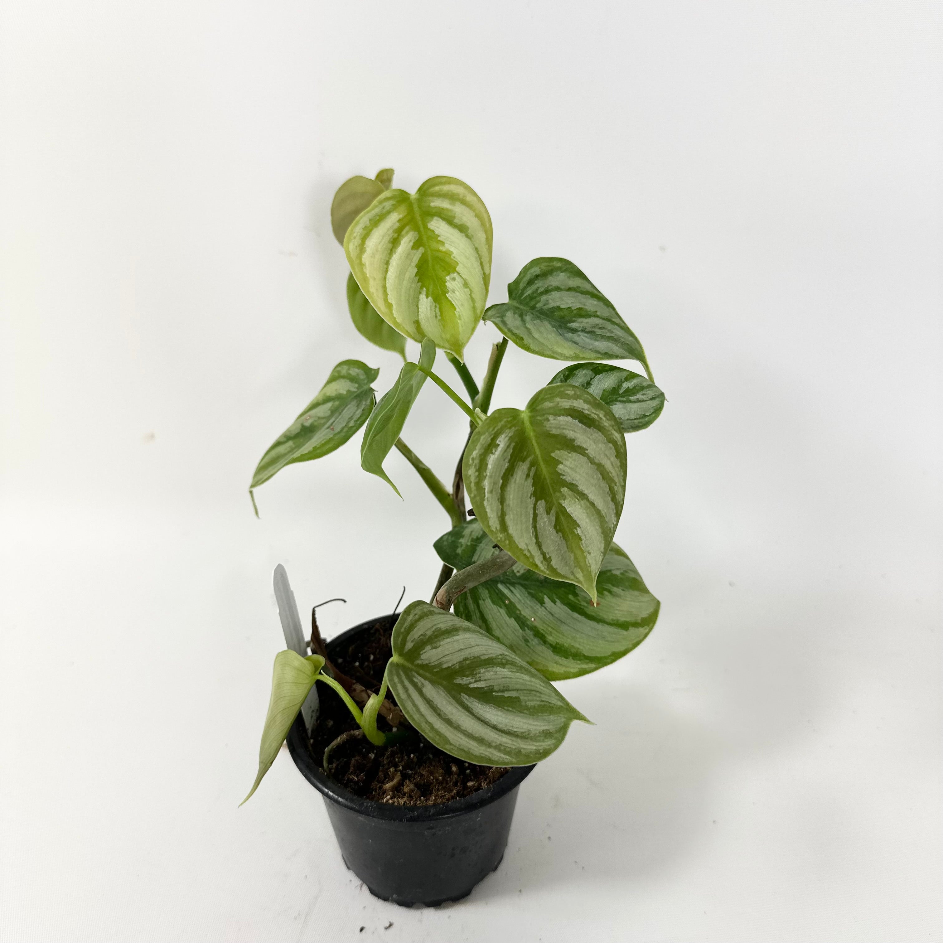brandtianum philodendron Philodendron aff. brandtianum