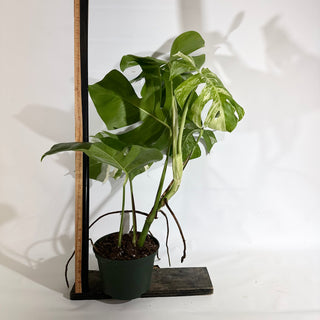 Monstera deliciosa var. borsigiana albo-variegata [#1965]