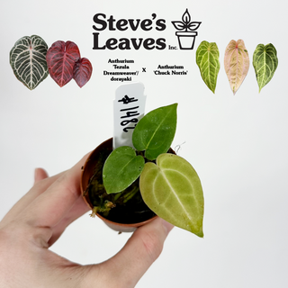 Anthurium 'Tezula Dreamweaver'/dorayaki x 'Chuck Norris' - Seedling [#1482]