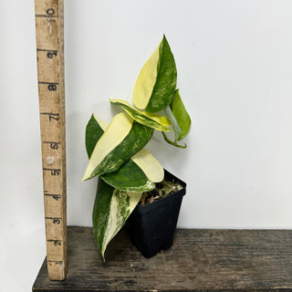 Scindapsus pictus 'Jade Satin' aurea-variegata [#1768]