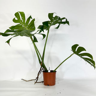 Monstera deliciosa compacta [#1086]