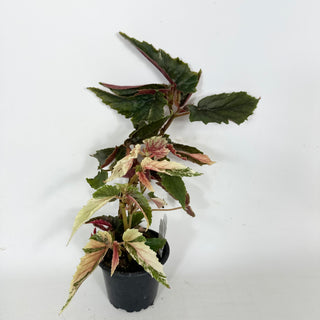 Begonia 'Ginny Galaxy' [#2112]