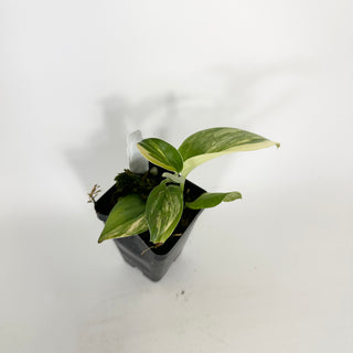 Z-5326 - Scindapsus pictus 'Rubicon'