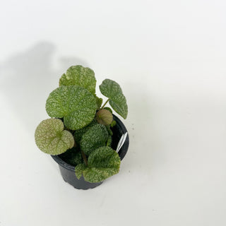 Begonia 'Steve's Leaves Dewfrost' [#2127]