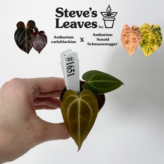 Anthurium carlablackiae x 'Arnold Schwarzenegger' - Seedling [#1651]