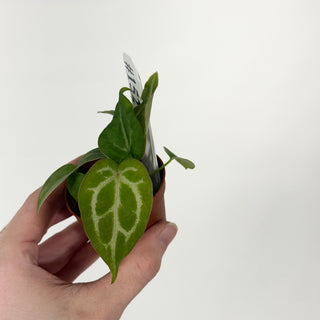 Anthurium 'Doc Block F3' - 3 Seedlings [#1527]