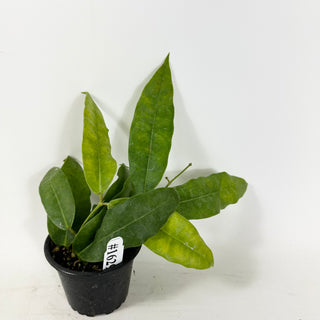 Hoya surisana [#1629]