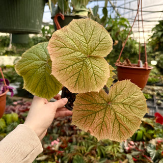 Begonia 'Gideon'