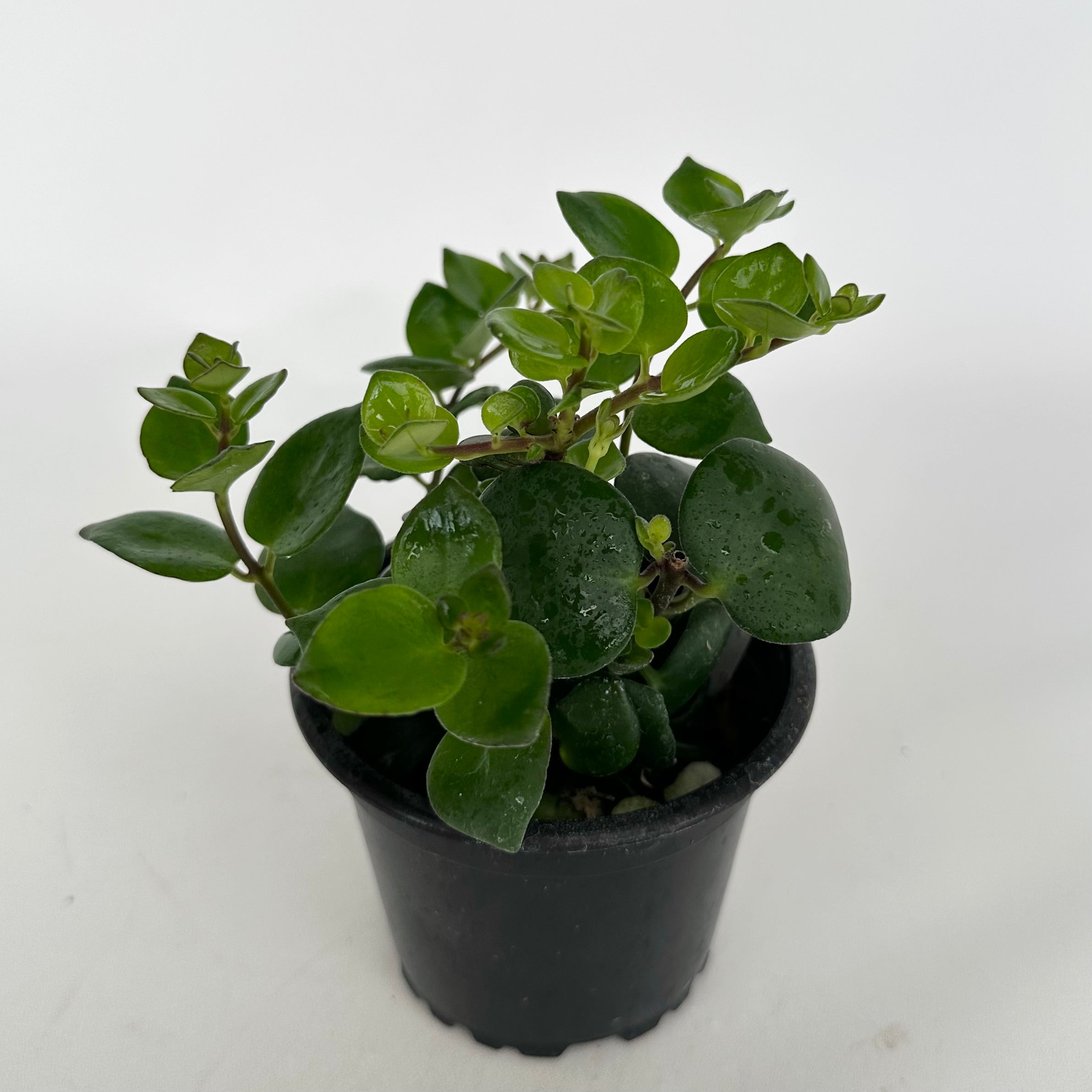 lipstick jade plant Aeschynanthus Thai Pink | Red Lipstick Plant Variety