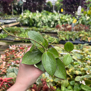 Hoya sp. Da Lat (round leaves)