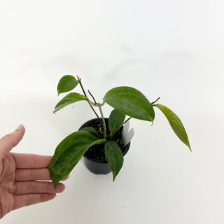 Hoya persiciana [#2210]