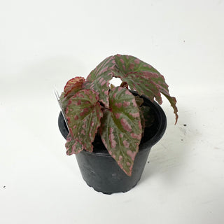 Begonia "Crazy Pink" [#2466]