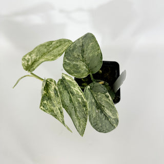 Scindapsus pictus 'Peasun' [#1599]