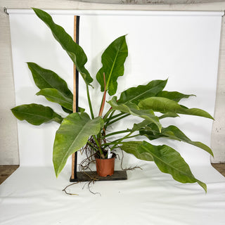 Philodendron 'Little Phil' (Non-TC) - XL [#1424]