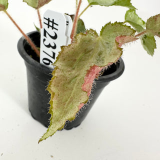 Begonia 'Madhatter' [#2376]