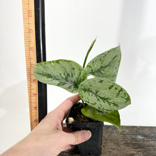 Z-5043 - Scindapsus sp. Lahat