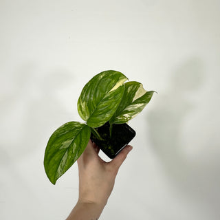 Z-4689 - Monstera lechleriana variegated