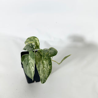 Z-4840 - Scindapsus pictus 'Peasun'