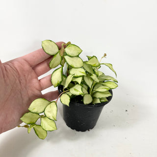 Hoya heuschkeliana variegata [#1936]