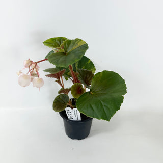 Begonia cucullata (variegated) [#2491]