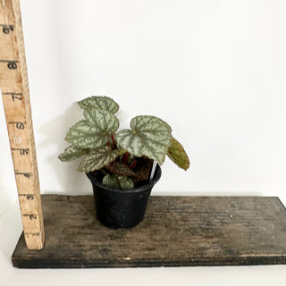 Begonia 'Almost Heaven' [#2155]