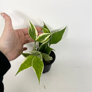 Hoya polyneura (outer variegated) [#2236]