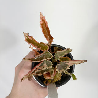 Begonia 'Dainty Spray' (Sport) [#1509]