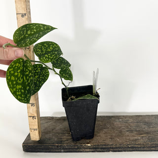Z-4747 - Scindapsus pictus "Green Form" (Hassk)