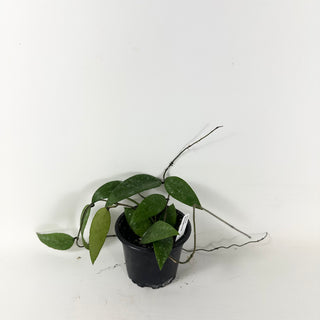 Hoya honglenae
