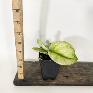 Z-4686 - Scindapsus treubii 'Moonlight Mint'