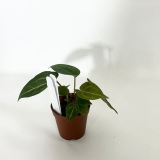 Anthurium 'Doc Block F3' - 2 Seedlings [#1649]
