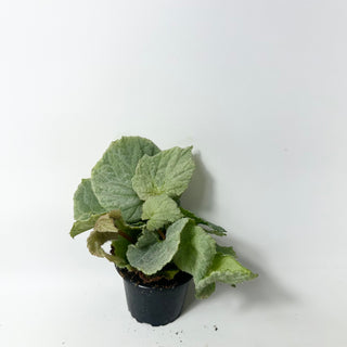 Begonia 'Bobbie's Gift' [#2005]