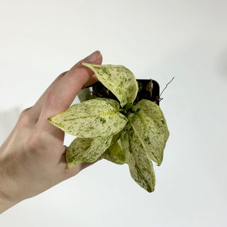 Z-4875 - Scindapsus pictus ‘Mangurai’ variegated