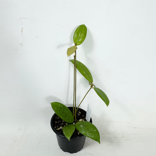 Hoya sp. Lai Chau (long leaf, splash) [#1611]