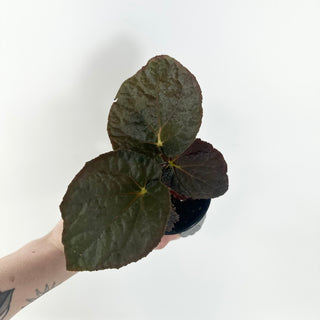 Begonia 'Steve's Leaves Black Hole Sun' [#1926]