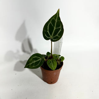 Anthurium 'Brielle'/'Michelle' x self - 2 Seedlings [#1985]