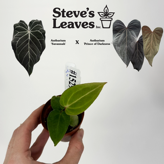 Anthurium 'Savannah' x 'Prince of Darkness' - Seedling [#1529]