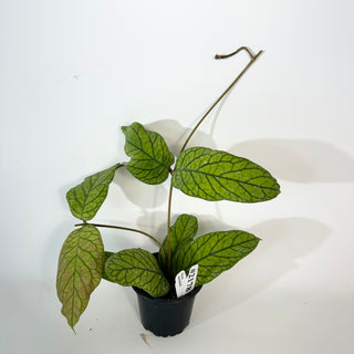 Hoya meredithii [#2178]