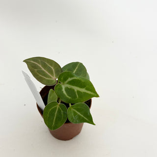 Anthurium 'Doc Block F3' - 2 Seedlings [#1478]