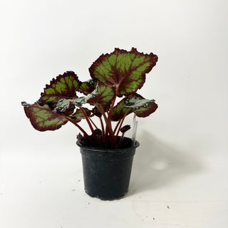 Begonia 'Dolce Vita' [#2004]