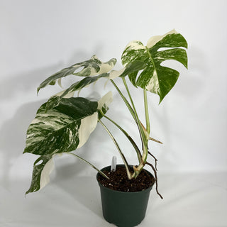 Z-4521 - Monstera deliciosa var. borsigiana albo-variegata