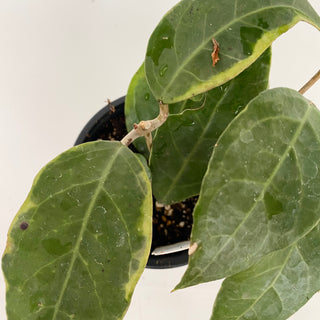 Hoya sp. Tanggamus albo-marginata