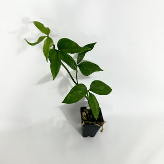 Z-4513 - Anthurium pentaphyllum